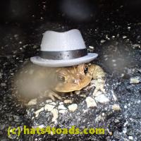 /home//u458753944/public_html/sourcegallery/////Roxborough Toad Detour/2013-2019/2018/2018-04-28/P4280040.JPG